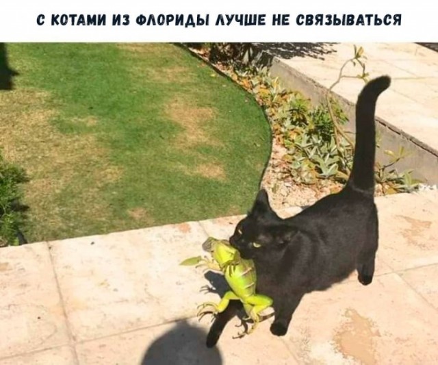 Немного картинок для настроения 27.06.20