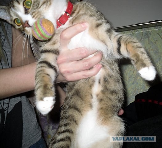 Принеси зайчика