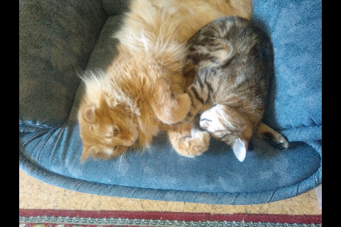 С котовторником!