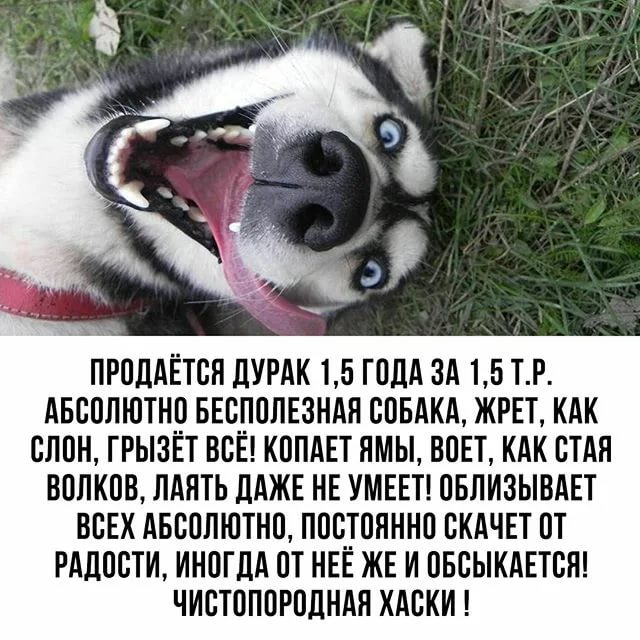 Объявление О Продаже Собаки