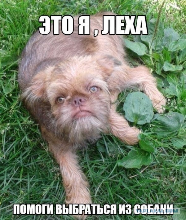 Картинки из Дристоля - 4