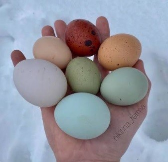 Голубые яйца от Солигорской птицефабрики появятся в продаже в середине 2027 года