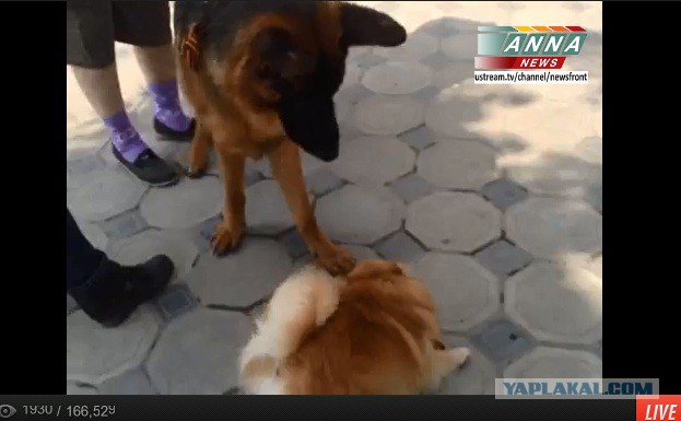 Подборка фото с референдума