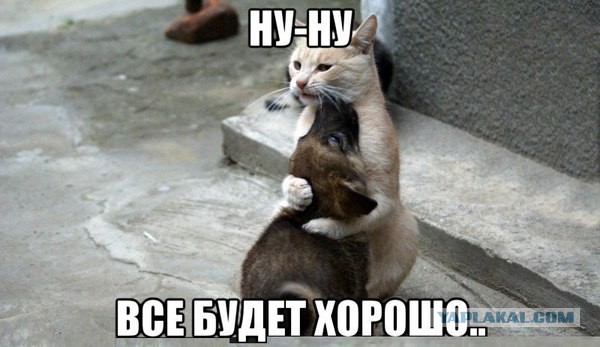 Собаки набросились на кота