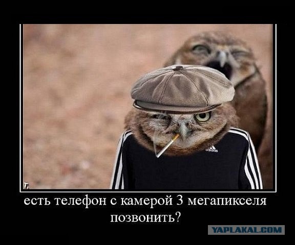 Совы крутые