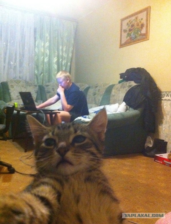 Не покормил кота....