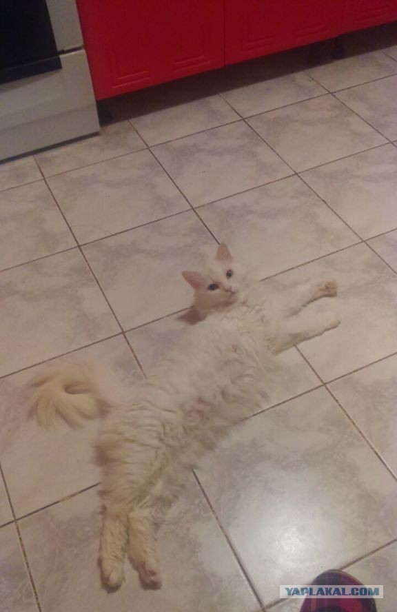 Котовторник