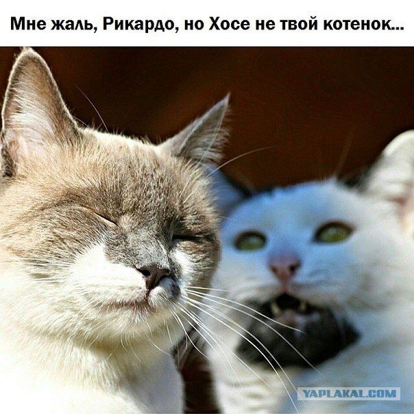 Картинок пост