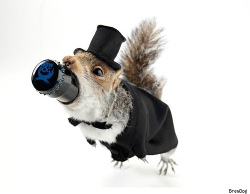 Чучело лисы