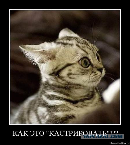 О важном. Проблемы котов