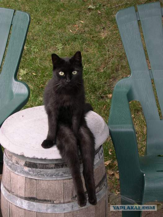 Подборка веселых картинок