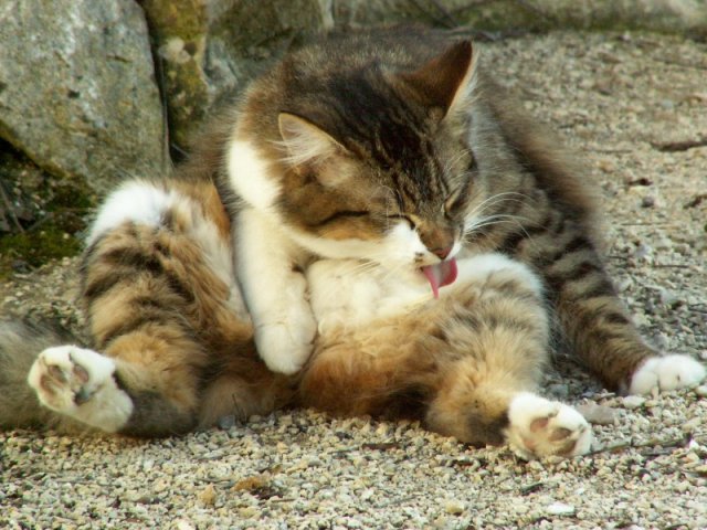 Народный котомет на фторинег