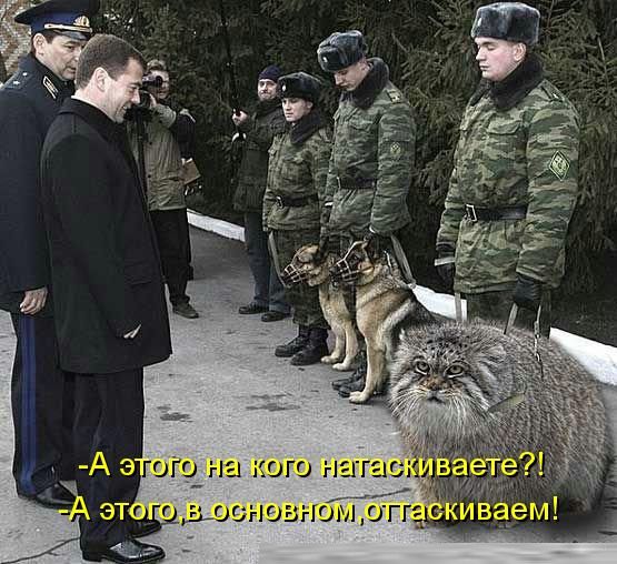 Манулы - самые ленивые и эмоциональные коты