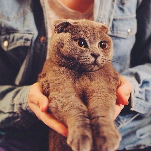 Коты и Кошки