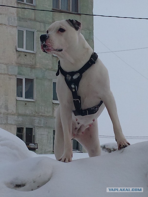 Наши собаки
