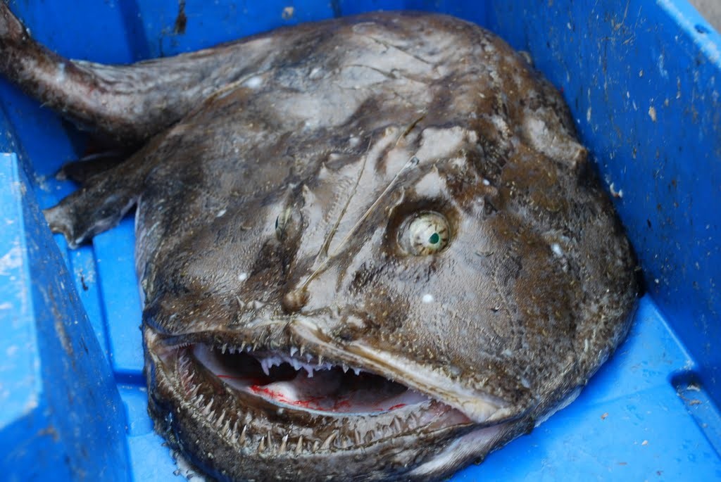 Морской черт на черном море
