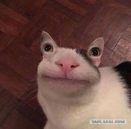 Прикольных котов пост