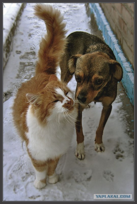 Котовторник в ЯПонии (58 фот)