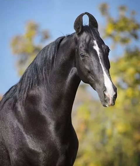 Что может быть прекраснее ахалтекинского коня?