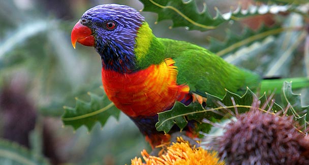 Улицы Австралии заполонили пьяные попугаи