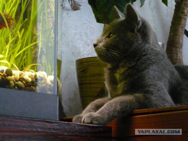 Котовторник на 29 июня