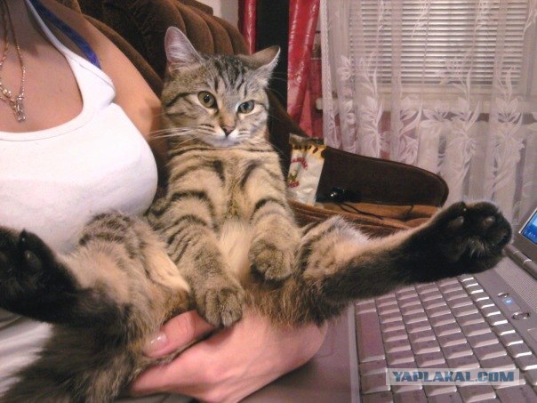 Кошкины истории со счастливым концом