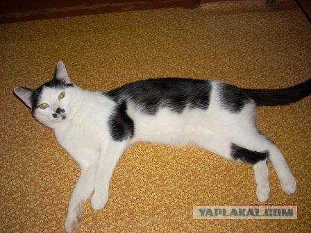 Десантный котовторник
