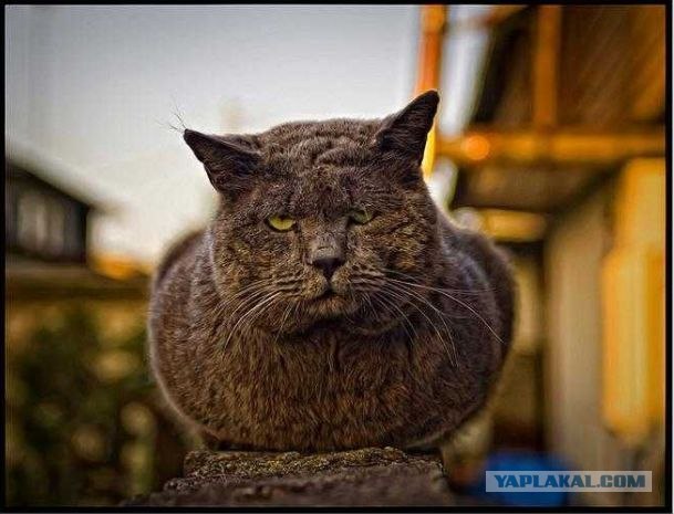 Котовторник: Кошки и ягнёнок