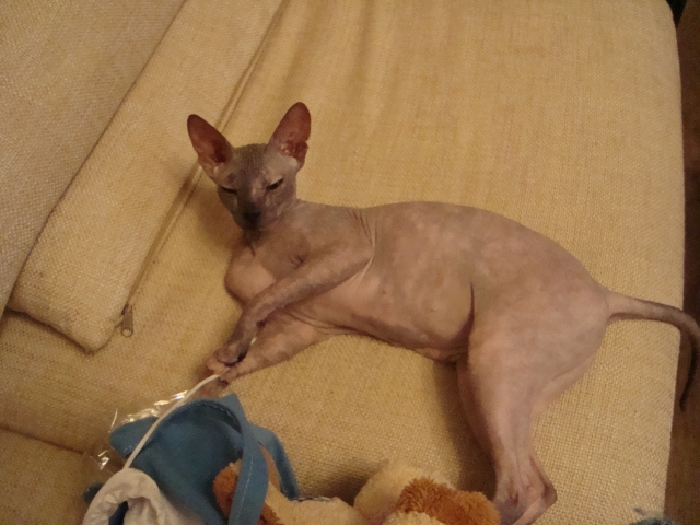 Котовторник 06.09.11