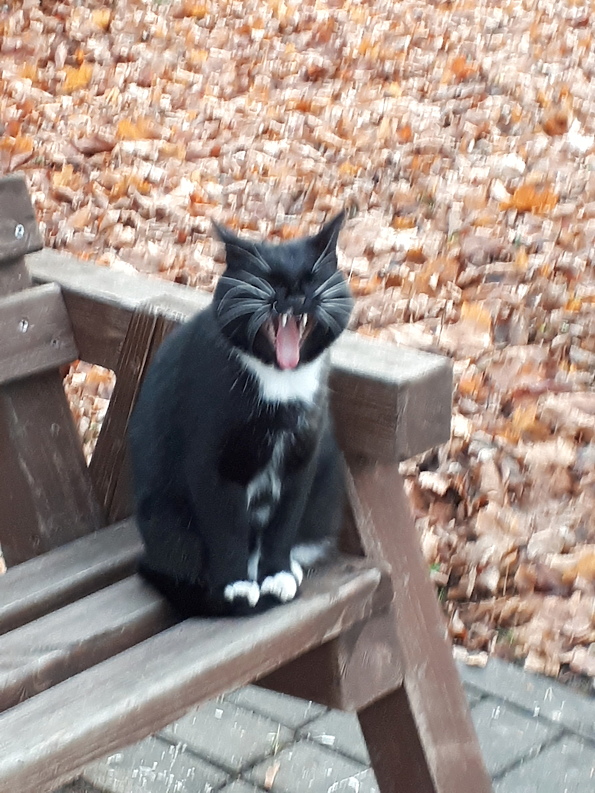 Котейка зевнул