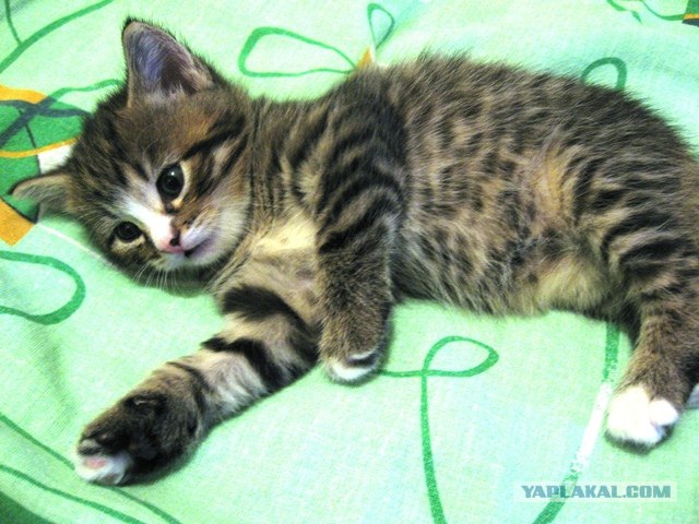 Котовторник! 08.11.11