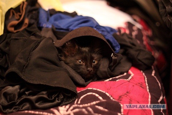 Котовторник 22.05.2012