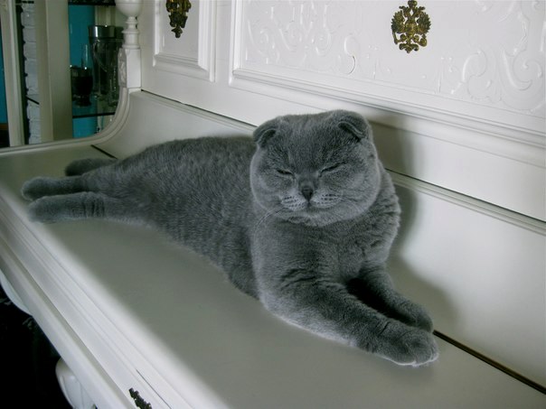 Котовторник   5.06.2012