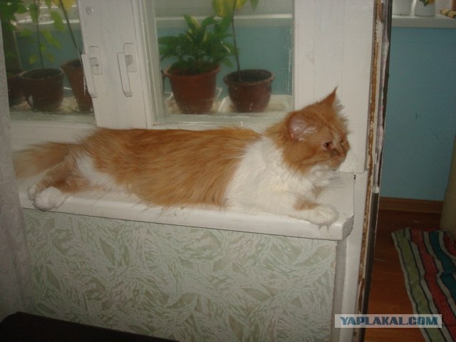 Котовторник  21.08.12