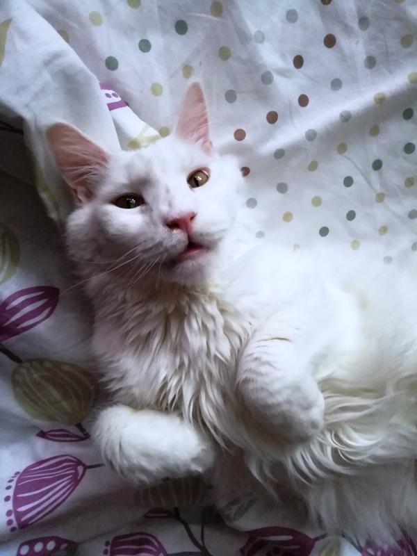 Котовторник 28.01.2020