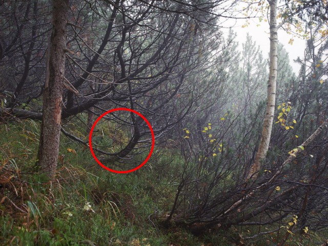 Бредзона 07.05.2020