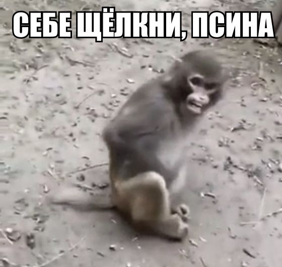 Чпоньк!