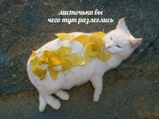Картинки и мемы для настроения 030