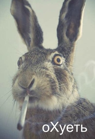 Кого только не... любят. Не для слабонервных