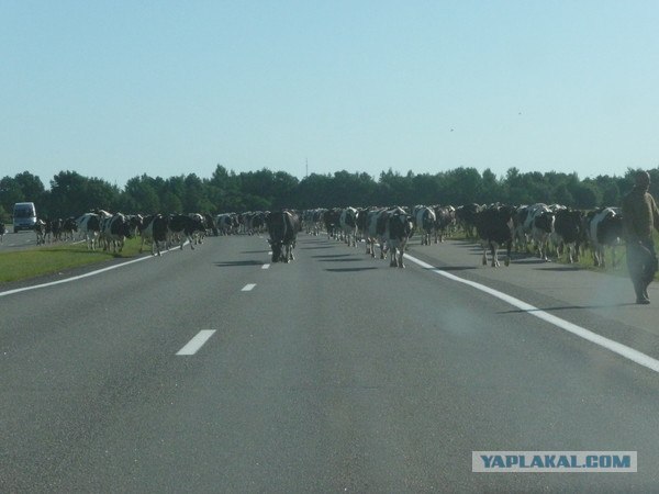 Поездка в Беларусь