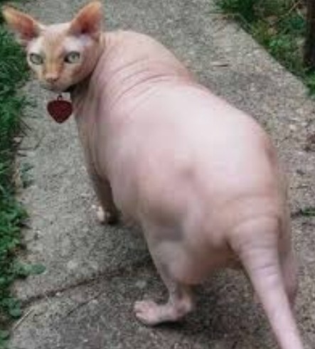 С Котовторником вас! Зовут Чеса!