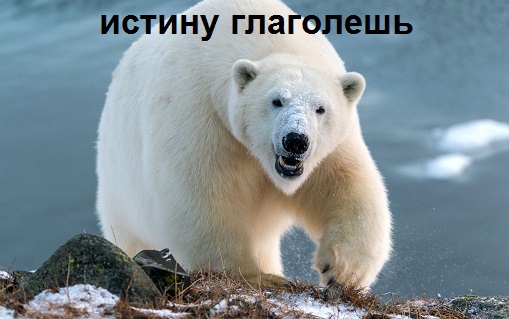 Суровая правда природы. Охота косаток