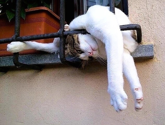 Котовторник!