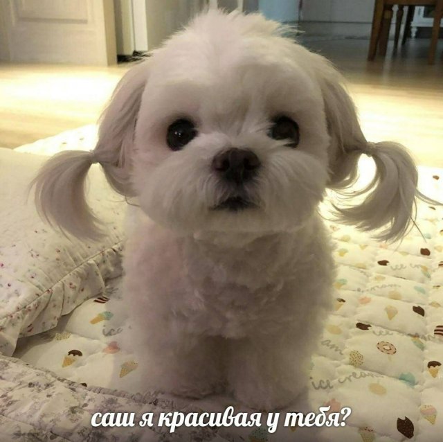 Никакие картинки и тексты