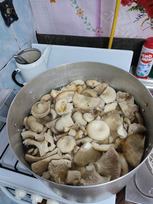 Грибы. Чувашия.