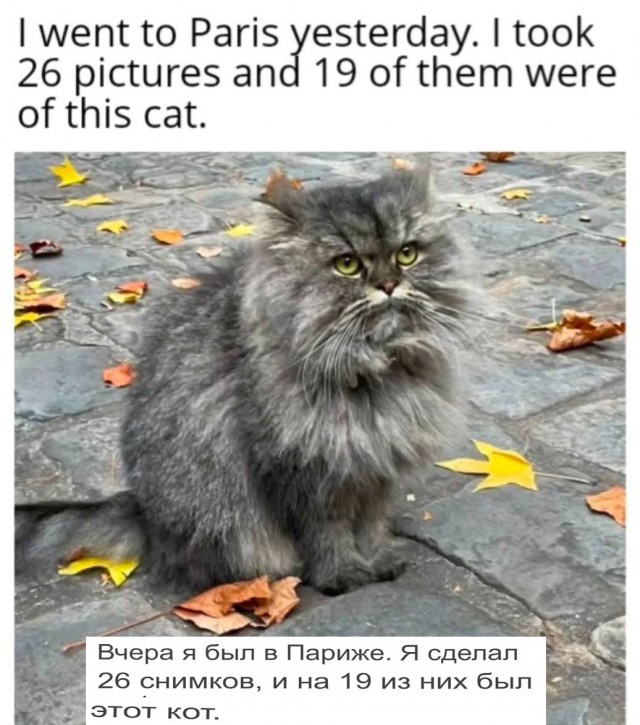 К котовторнику: подборка картинок-баянов с котиками и про котиков. Выпуск 3.