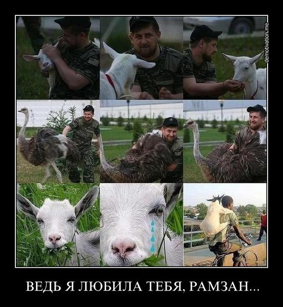 В каких же «боях» участвовал Aдaм Kaдыpoв?⁠⁠