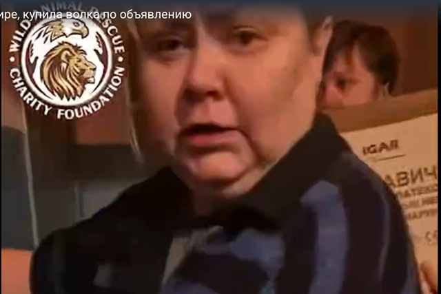 Украинка, живя в обычной квартире, купила волка по объявлению