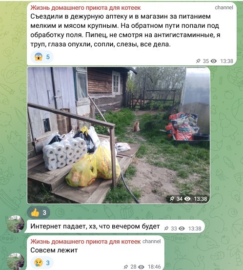 Жизнь домашнего приюта для котеек 577