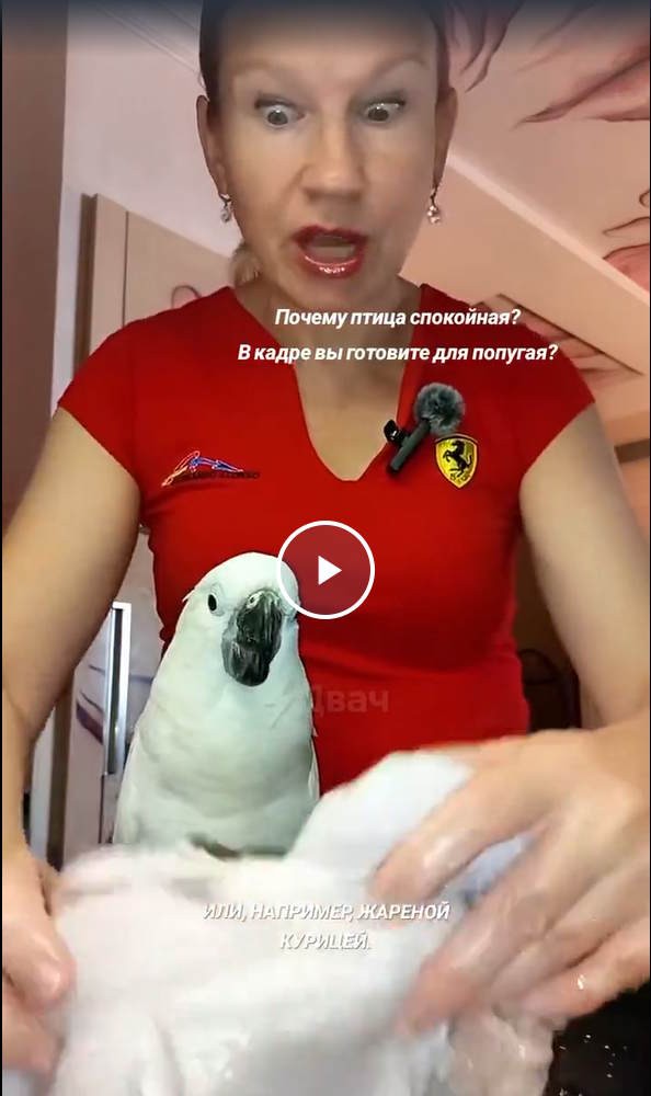 У попуга минута молчания